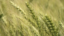 [녹색] 국산 밀 2%의 벽 넘을까...밀산업 밸리화 본격 시동 - kakaoTV [녹색] 국산 밀 2%의 벽 넘을까...밀산업 밸리화 본격 시동