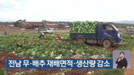 전남 무·배추 재배면적·생산량 감소 - kakaoTV 전남 무·배추 재배면적·생산량 감소