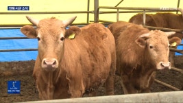 무주 한우 고급육 ‘전국 최고’…“10마리 중 6마리 1+” - kakaoTV 무주 한우 고급육 ‘전국 최고’…“10마리 중 6마리 1+”