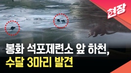 봉화 석포제련소 앞 하천서 수달 3마리 발견 [현장영상] - kakaoTV 봉화 석포제련소 앞 하천서 수달 3마리 발견 [현장영상]