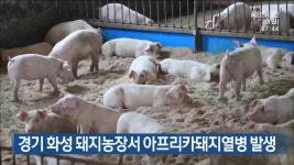 경기 화성 돼지농장서 아프리카돼지열병 발생 - kakaoTV 경기 화성 돼지농장서 아프리카돼지열병 발생