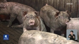 최대 양돈 단지 뚫렸다…충남 홍성서 돼지열병 발생 - kakaoTV 최대 양돈 단지 뚫렸다…충남 홍성서 돼지열병 발생