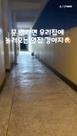 문 열리면 집에 놀러 오는 옆집 강아지…최고의 이웃사촌 - kakaoTV 문 열리면 집에 놀러 오는 옆집 강아지…최고의 이웃사촌