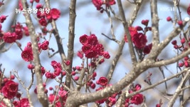 [뉴스광장 영상] 봄을 부르는 매화 - kakaoTV [뉴스광장 영상] 봄을 부르는 매화
