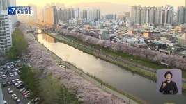 [날씨] 부산 벚꽃 수놓은 온천천…봄 정취 만끽 - kakaoTV [날씨] 부산 벚꽃 수놓은 온천천…봄 정취 만끽