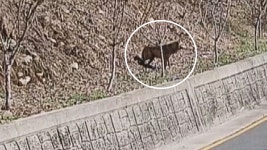 놀라서 굴 파고 은신?…"늑구가 안전하게 돌아오길" - kakaoTV 놀라서 굴 파고 은신?…"늑구가 안전하게 돌아오길"