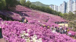 봄내음 가득 군포 철쭉동산…온통 분홍빛 물결 - kakaoTV 봄내음 가득 군포 철쭉동산…온통 분홍빛 물결