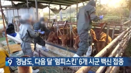 경남도, 다음 달 ‘럼피스킨’ 6개 시군 백신 접종 - kakaoTV 경남도, 다음 달 ‘럼피스킨’ 6개 시군 백신 접종