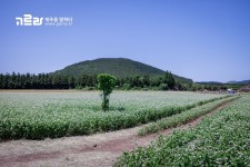 수국시즌이 돌아왔다! 제주도 사진찍기 좋은곳 보롬왓!