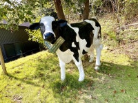 スターゲイザー✩さんが投稿した森のジェラテリア MUCCA（香川/白山）の口コミ詳細 [食べログ] 森のジェラテリア MUCCA