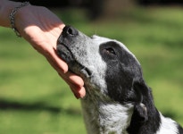 10 Mixed-Breed Dogs Who Are the Best Of Both Parents | Flipboard