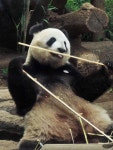 つぬっこさんが投稿した上野動物園 カフェカメレオン（東京/上野）の口コミ詳細 [食べログ] 上野動物園 カフェカメレオン
