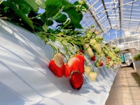 ゆめが丘農園 - ゆめが丘/その他 | 食べログ ゆめが丘農園 (ゆめが丘/その他)