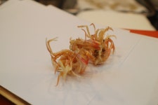 久留米指向さんの「行った(口コミ)」お店一覧 [食べログ]
