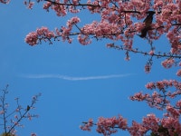 はちもぐさんが投稿したスラッシュカフェ（東京/白金台）の口コミ詳細 [食べログ] スラッシュカフェ