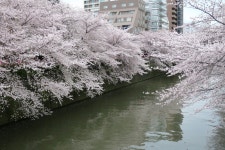 マダム・チェチーリアさんが投稿したトラットリア・イタリア 目黒店（東京/目黒）の口コミ詳細 [食べログ] トラットリア・イタリア 目黒店