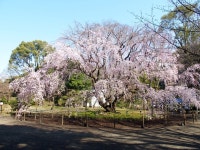コネリーさんが投稿した六義園 休息所（東京/駒込）の口コミ詳細 [食べログ] 六義園 休息所