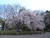 コネリーさんが投稿した六義園 吹上茶屋（東京/駒込）の口コミ詳細 [食べログ] 六義園 吹上茶屋