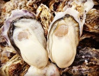 H1341さんの「行った(口コミ)」お店一覧 [食べログ]