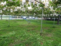 SG Yummyさんの「行った(口コミ)」お店一覧 [食べログ]