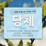 국어사전에서 🌾당체로 끝나는 단어는 6개