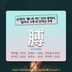 국어사전에서 🌏한자 膊 (포 박) 단어 중에서, 글자수 3개의 단어는 8개