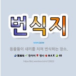🌟번식지: 동물들이 새끼를 치며 번식하는 장소. - 표준국어대사전