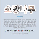 🌟소방나무: 콩과의 작은 상록 교목. 높이는 5미터 정도이며, 잎은 어긋나고 우상 복엽인데 10개 이상의 ... - 표준국어대사전