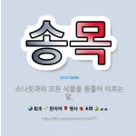 🌟송목: 소나뭇과의 모든 식물을 통틀어 이르는 말. - 표준국어대사전