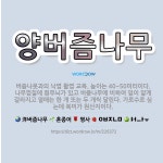 🌟양버즘나무: 버즘나뭇과의 낙엽 활엽 교목. 높이는 40~50미터이다. 나무껍질에 흰무늬가 있고 버즘나무에... - 표준국어대사전