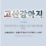 🌟고산강아지: 강아지의 하나. 강원도 고산 지방 특산종이다. - 표준국어대사전