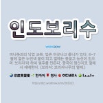 🌟인도보리수: 피나뭇과의 낙엽 교목. 잎은 어긋나고 톱니가 있다. 6~7월에 엷은 누런색 꽃이 피고 열매는... - 표준국어대사전