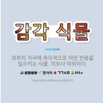 🌟감각 식물: 외부의 자극에 즉각적으로 어떤 반응을 일으키는 식물. 미모사 따위이다. - 표준국어대사전