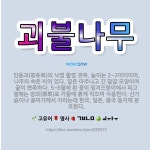 🌟괴불나무: 인동과(忍冬科)의 낙엽 활엽 관목. 높이는 2~3미터이며, 나무의 속은 비어 있다. 잎은 마주... - 표준국어대사전