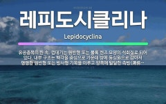 🌟레피도시클리나: 유공충목의 한 속. 껍데기는 원반형 또는 볼록 렌즈 모양의 석회질로 되어 있다. 내부 구... - 표준국어대사전