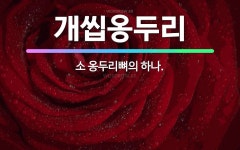 🌟개씹옹두리: 소 옹두리뼈의 하나. - 표준국어대사전