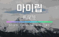 🌟마미립: 말의 갈기나 꼬리의 털로 만들어 머리에 쓰던 물건. - 표준국어대사전