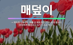 🌟매덮이: → 매두피. (매두피: 매를 산 채로 잡는 기구. 닭의 둥우리 비슷하게 생겼으나 크기가 조금 작다.) - 표준국어대사전
