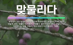 🌟맞물리다: 다른 물체에 마주 물리다. ‘맞물다’의 피동사. (맞물다: 하나의 물체를 마주 물다.), 무엇... - 표준국어대사전