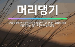 🌟머리댕기: 새나 짐승의 머리 부분에 있는, 댕기 모양으로 늘어진 털., 길게 땋은 머리끝에 드리는 헝겊이... - 표준국어대사전
