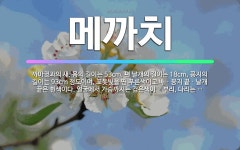 새길이앤디 | 🌟메까치: 까마귓과의 새. 몸의 길이는 53cm, 편 날개의 길이는 18cm, 꽁지의 길이는 93cm 정도... - 표준국어대사전