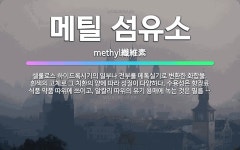 🌟메틸 섬유소: 셀룰로스 하이드록시기의 일부나 전부를 메톡실기로 변환한 화합물. 흰색의 고체로 그 치환의 ... - 표준국어대사전