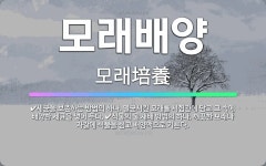 🌟모래배양: 식물의 물 재배 방법의 하나. 깨끗한 모래나 자갈에 식물을 심고 배양액으로 기른다., 세균을 ... - 표준국어대사전