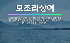 🌟모조리상어: 돔발상엇과의 바닷물고기. 몸의 길이는 60~70cm이다. 주둥이는 짧고 끝이 뾰족하며, 가슴... - 표준국어대사전