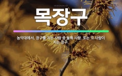 🌟목장구: 농악대에서, 장구를 치는 사람 중 둘째 사람. 또는 그 사람이 치는 장구. - 표준국어대사전