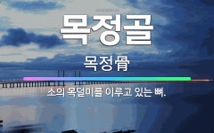🌟목정골: 소의 목덜미를 이루고 있는 뼈. - 표준국어대사전