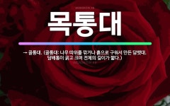 🌟목통대: → 골통대. (골통대: 나무 따위를 깎거나 흙으로 구워서 만든 담뱃대. 담배통이 굵고 크며 전체... - 표준국어대사전