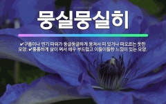 🌟뭉실뭉실히: 구름이나 연기 따위가 둥글둥글하게 뭉쳐서 떠 있거나 떠오르는 듯한 모양., 퉁퉁하게 살이 쪄... - 표준국어대사전