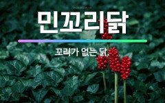 🌟민꼬리닭: 꼬리가 없는 닭. - 표준국어대사전