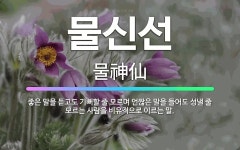🌟물신선: 좋은 말을 듣고도 기뻐할 줄 모르며 언짢은 말을 들어도 성낼 줄 모르는 사람을 비유적으로 이르는 말. - 표준국어대사전